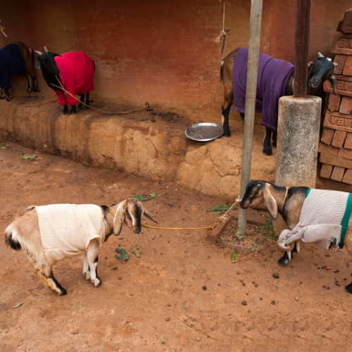 Livestock like goats can be an answer to poverty