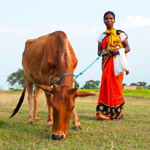 This woman's family received an income generating gift of a cow that helps alleviate poverty