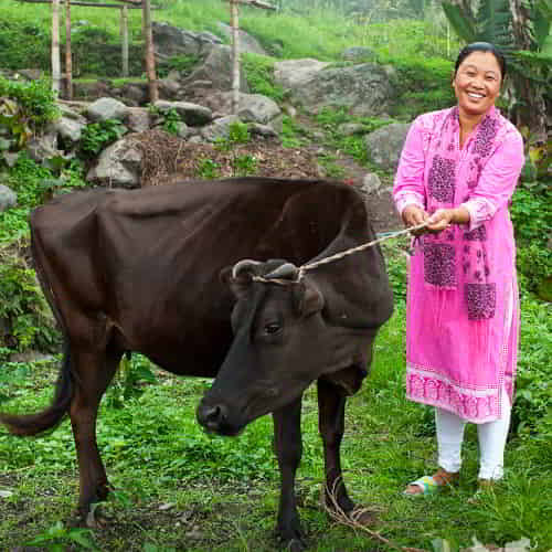 An income generating gift of a farm animal like this cow through GFA World helps break the cycle of poverty