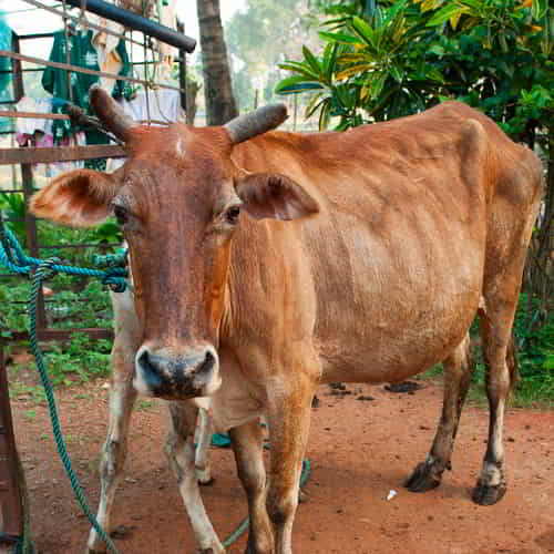 GFA World income generating gift of animals, like this cow, rescue people from poverty
