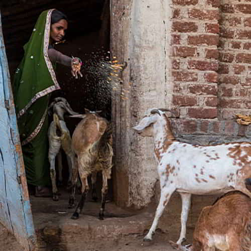 GFA World income generating gift of a goat is an answer to how to break the cycle of poverty