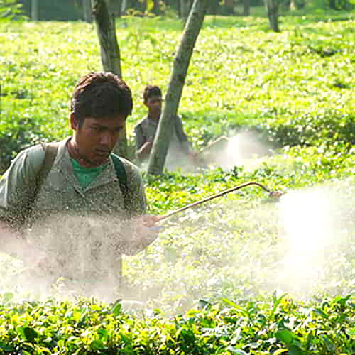 Man trapped in the poverty cycle working in a tea garden in South Asia