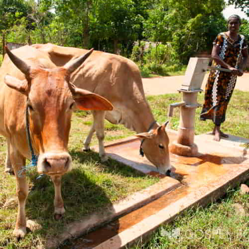 Woman received income generating cows through GFA World Gift Distribution