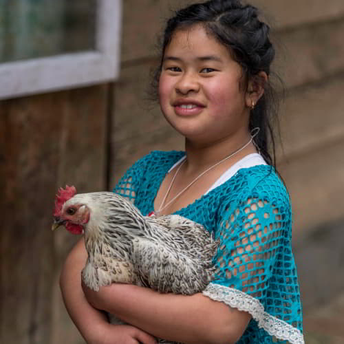 GFA World income generating gift of chickens help families escape poverty