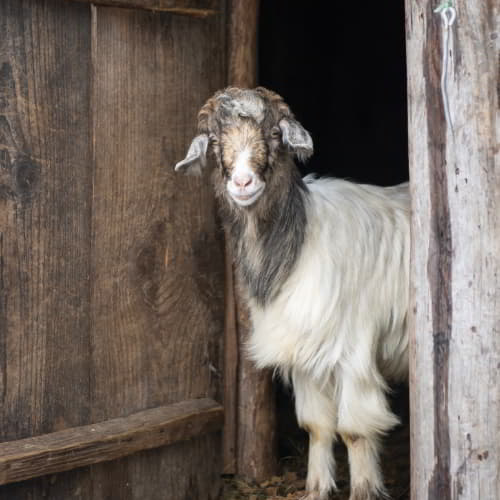 GFA World income generating gifts of farm animals like this goat help bring hope to families in poverty