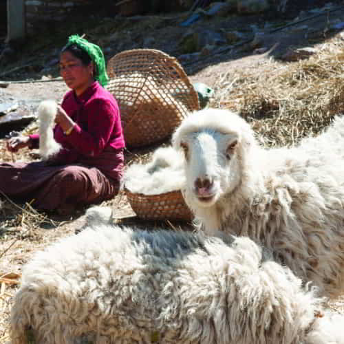 Livestock gifts for families in poverty can be a gateway to lasting self-sufficiency