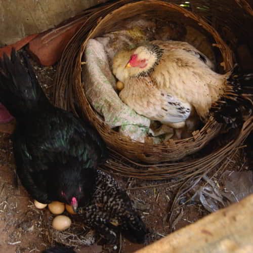 the provision of farm animals such as chickens to impoverished families is a sustainable and long-term solution to poverty