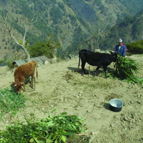 A man with his cows which provide for him a sustainable source of income