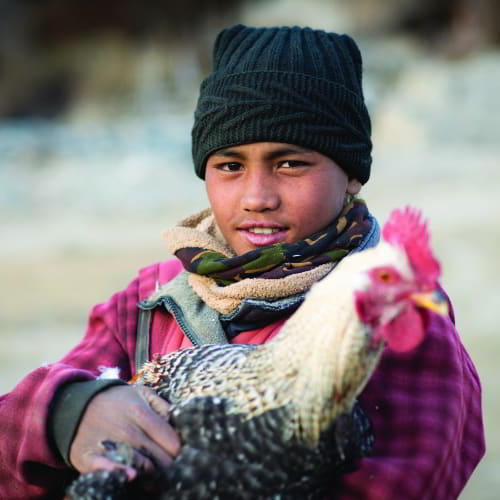 A gift of chickens through GFA World can set a struggling family on the path to self-sufficiency