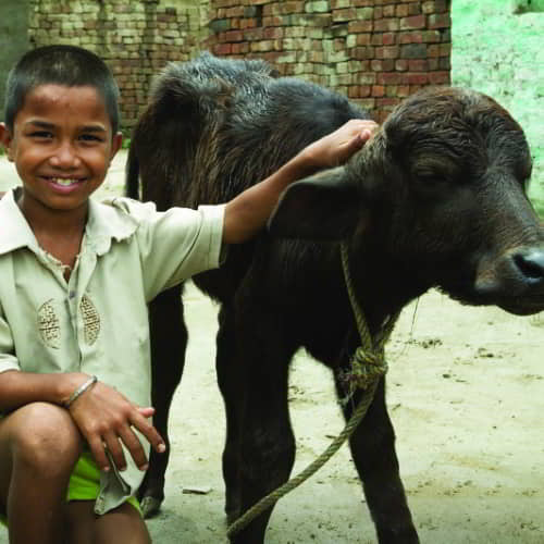 Give a cow to a family in need through the GFA World Christmas Catalog
