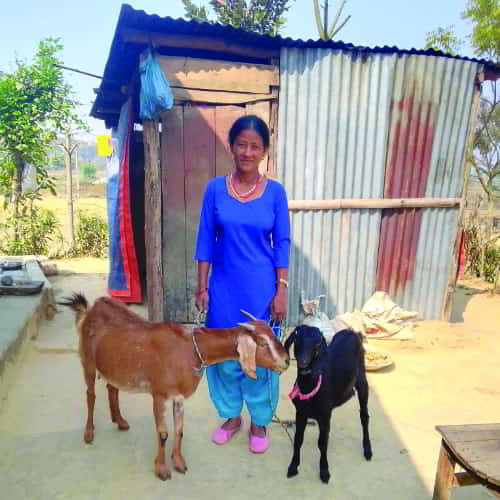 Through GFA World Christmas Gift Catalog, a pair of goats was provided to a woman and her family
