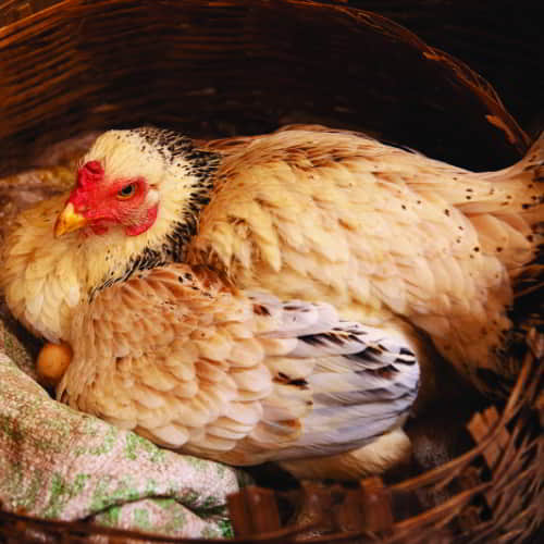 The gift of a pair of chickens can be a life-changing opportunity for a consistent income stream