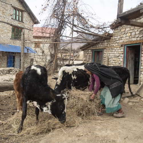 GFA World poverty alleviation through livestock like cows