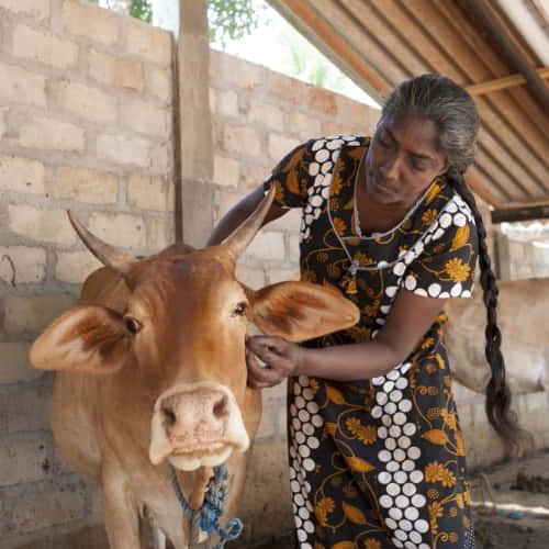 GFA World income generating farm animal gift of a cow