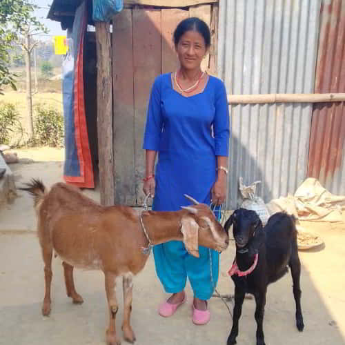 GFA World empowerment of impoverished communities through livestock like goats