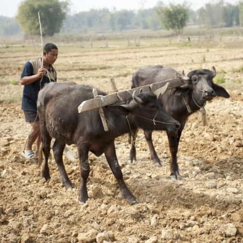 GFA World livestock empowerment